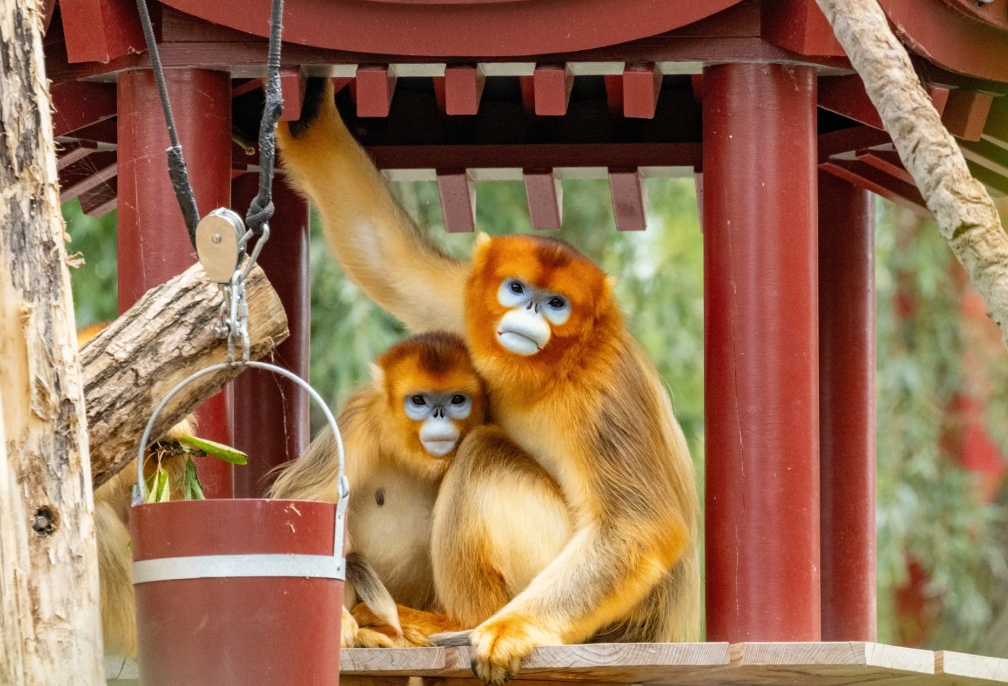 Khỉ lông vàng tiếp nối 'ngoại giao gấu trúc' của Trung Quốc 1 Khỉ lông vàng kế thừa 'ngoại giao gấu trúc' của Trung Quốc - Ảnh 1.