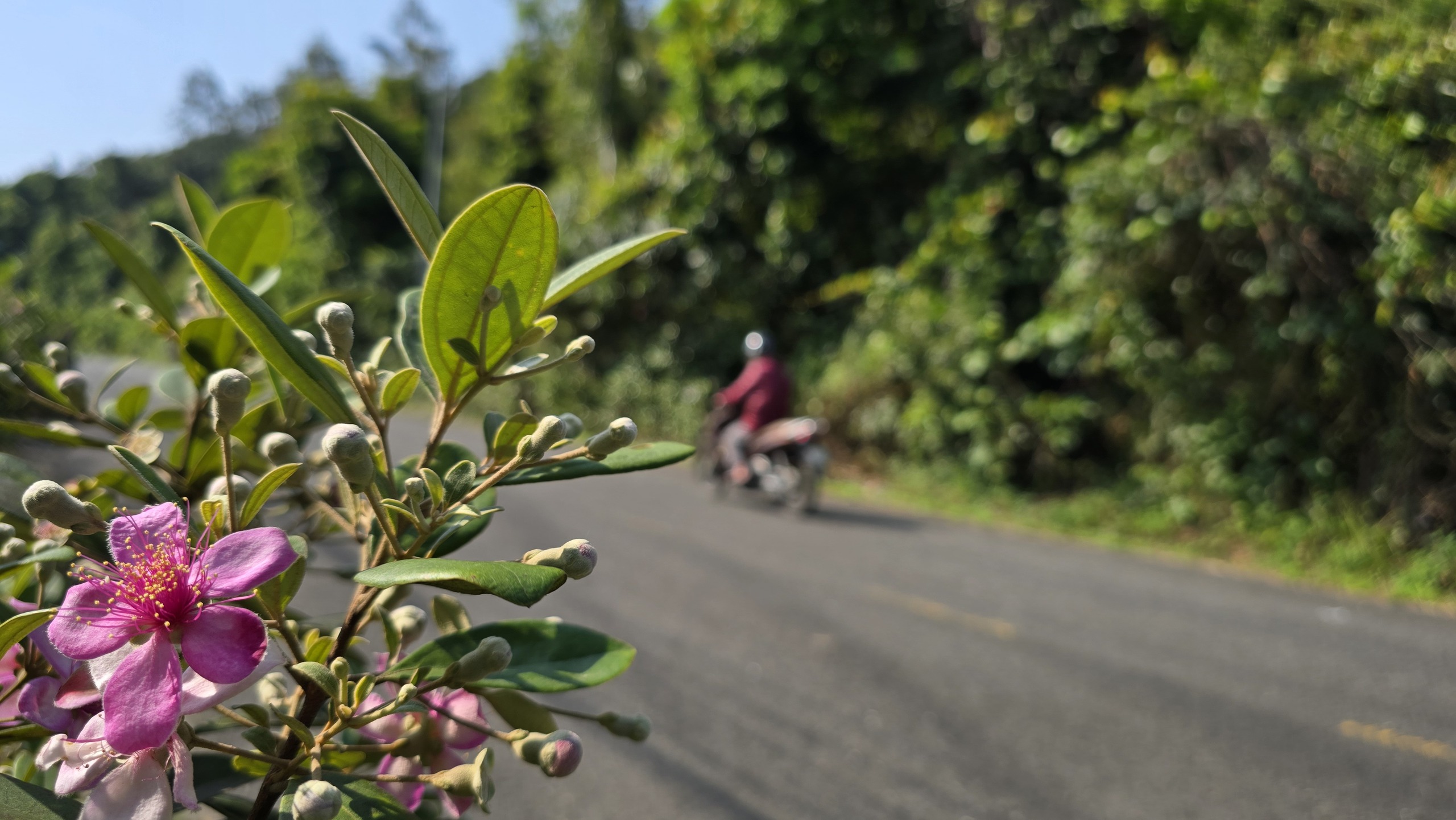 Khôi phục ký ức về những đồi hoa sim trên bán đảo Sơn Trà- Ảnh 1.