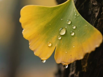 Phong thủy tốt nhất của một người phụ nữ gói gọn trong 3 chữ này