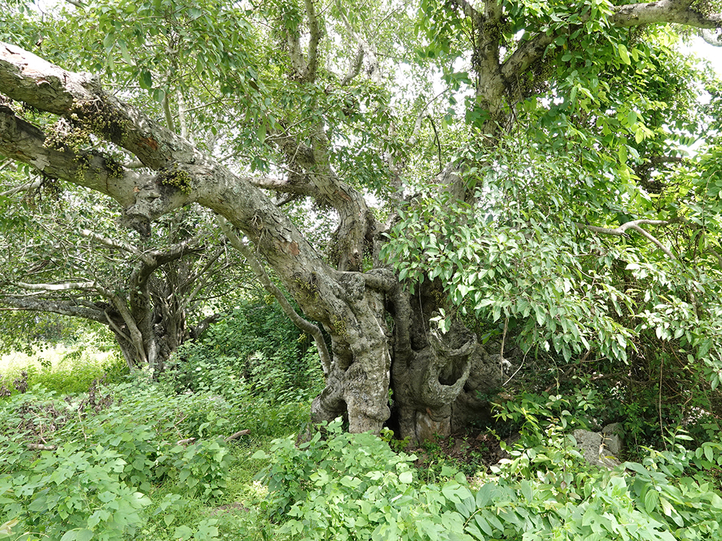Làm sao 'đánh thức' thành Hoàng Đế?- Ảnh 2.
