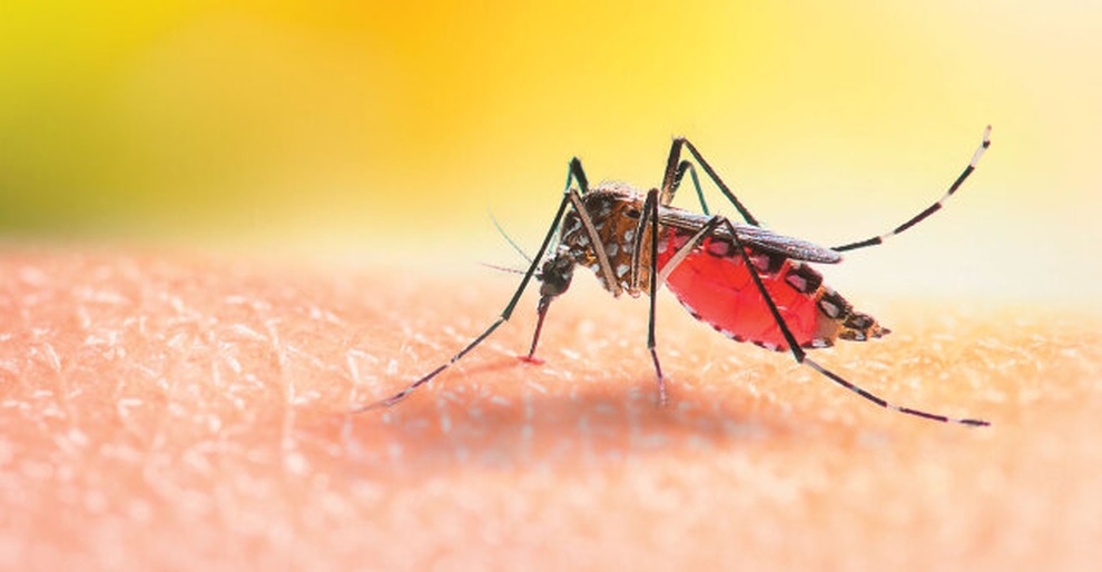 Lần đầu phát hiện 3 con muỗi ở quốc gia duy nhất thế giới không có muỗi - 1