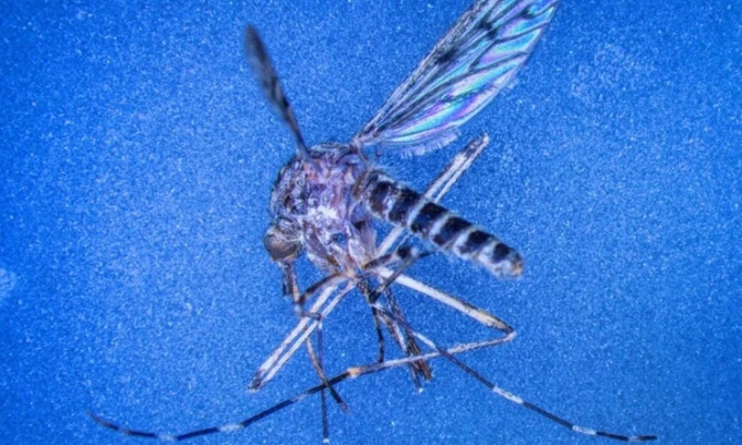 Muỗi Culiseta annulata sinh sống phổ biến ở Đông bán cầu. Ảnh: Jens Büttner