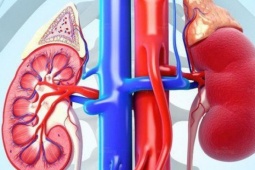 Suy thận: Nhận diện sớm các dấu hiệu cảnh báo và hướng phòng ngừa