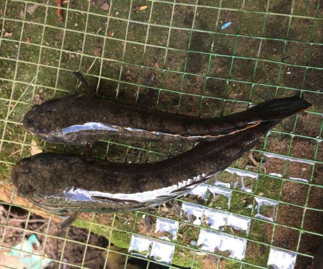 Loài cá chẳng mấy ai biết là đặc sản chỉ có ở An Giang, giá đến 500.000 đồng/kg nhưng không bán mà dùng đãi khách quý - 1