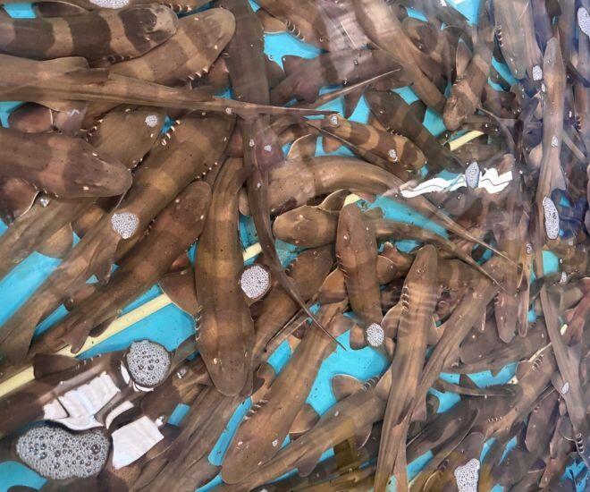 Loài cá chỉ người giàu mới dám ăn: Thịt ngon ngọt bổ dưỡng, còn ăn được cả xương - 1