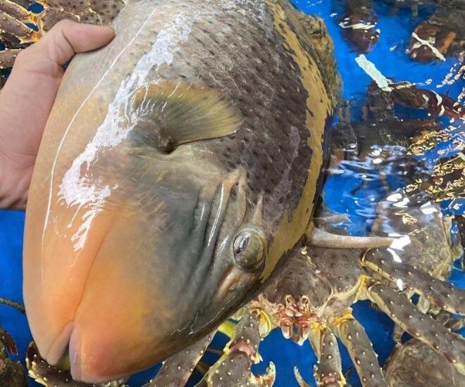 Loài cá có tên lạ amp;#34;răng hôamp;#34; xưa amp;#34;vô danhamp;#34; không ai biết, nay thành đặc sản quý hơn vàng nhờ vị ngon hơn cả thịt gà - 1