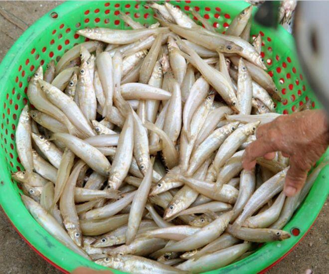 Loài cá có tên nghe "cục súc" đem làm gỏi thành đặc sản nức tiếng ở Hà Tĩnh, người khó tính nhất cũng gật gù khen ngon 1 Loài cá có tên nghe amp;#34;cục súcamp;#34; đem làm gỏi thành đặc sản nức tiếng ở Hà Tĩnh, người khó tính nhất cũng gật gù khen ngon - 1