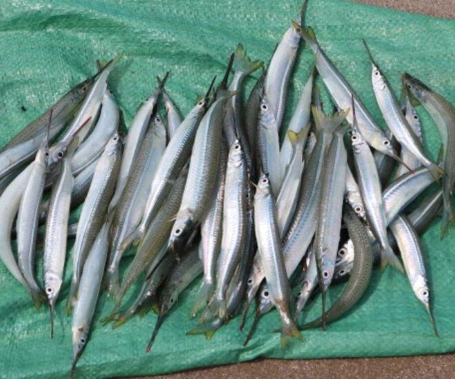 Loài cá có tên nghe đã amp;#34;hờn cả thế giớiamp;#34; là đặc sản Phan Thiết amp;#34;quý hơn vàngamp;#34;, ngư dân bắt được là ăn luôn chứ không bán - 1