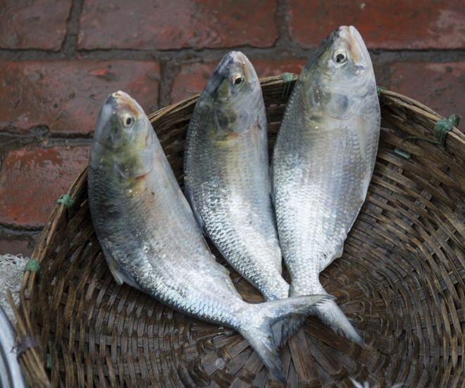 Loài cá có tên nghe đã amp;#34;sáng chóiamp;#34; là amp;#34;vua cáamp;#34; ở sông Hậu, có tiền chưa chắc mua được vì 10 năm mới bắt được 1 con - 1