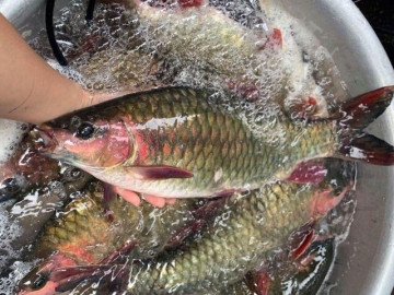 Loài cá vua là một trong ngũ quý hà thủy là đặc sản nức tiếng Hà Giang, nuôi mãi không lớn, 10 năm mới sinh sản