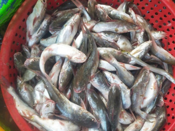 Loài cá có tên tưởng nhập khẩu nước ngoài thực chất là đặc sản Quảng Nam, ăn thử một lần nhớ cả đời