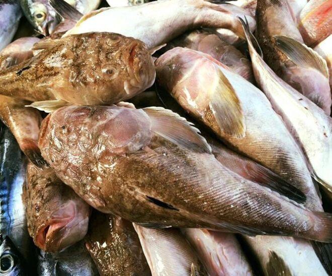 Loài cá có tên nghe đã thấy "sang chảnh" là đặc sản xưa chỉ để tiến vua, ngoại hình xấu "đau đớn" nhưng vị ngon vượt trội 1 Loài cá có tên nghe đã thấy amp;#34;sang chảnhamp;#34; là đặc sản xưa chỉ để tiến vua, ngoại hình xấu amp;#34;đau đớnamp;#34; nhưng vị ngon vượt trội - 1