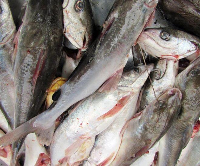 Loài cá có tên tưởng nhập khẩu nước ngoài thực chất là đặc sản Quảng Nam, ăn thử một lần nhớ cả đời - 1