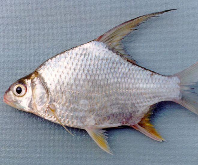 Loài cá nghe tên thấy amp;#34;rảnh rỗiamp;#34; xưa không ai ăn vì toàn xương, nay đem phơi khô thành đặc sản miền Tây dân nhậu cực thích - 1