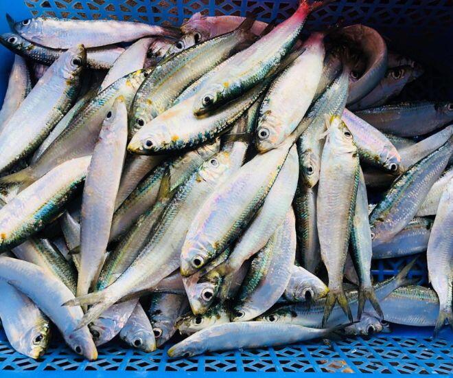 Loài cá rẻ tiền xưa hiếm ai thèm ăn lại bổ dưỡng hơn cả cá hồi, nay thành đặc sản nhiều vùng biển vì ngon-bổ-rẻ - 1