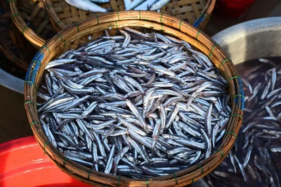 Loài cá rẻ tiền xưa hiếm ai thèm ăn lại bổ dưỡng hơn cả cá hồi, nay thành đặc sản nhiều vùng biển vì ngon-bổ-rẻ - 5