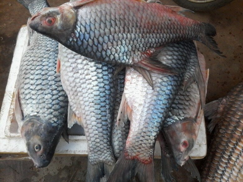 Loài cá tên lạ có lưng hơi gù, phóng vọt như tên, ăn được cả vảy vì giòn sần sật lại béo thơm amp;#34;gây nghiệnamp;#34; - 1