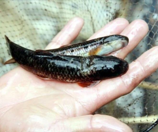 Loài cá tên nghe đã thấy khó ăn là đặc sản được ví như amp;#34;nhân sâmamp;#34; dưới nước, chỉ dùng để đãi khách quý vì siêu hiếm - 1