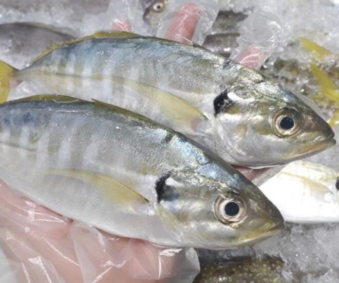Loài cá tên như con gái là đặc sản chị em amp;#34;săn lùngamp;#34;, thịt ngọt ngon săn chắc lại thơm béo như phomai - 1