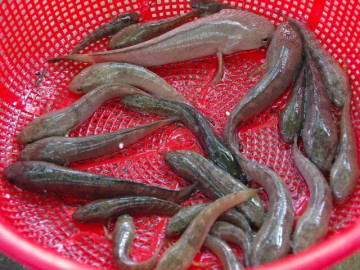 Loài cá chẳng mấy ai biết là đặc sản chỉ có ở An Giang, giá đến 500.000 đồng/kg nhưng không bán mà dùng đãi khách quý