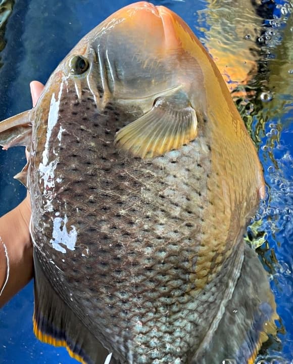 cá bò giáp, loài cá vị ngon hơn cả thịt gà, đặc sản quý hơn vàng