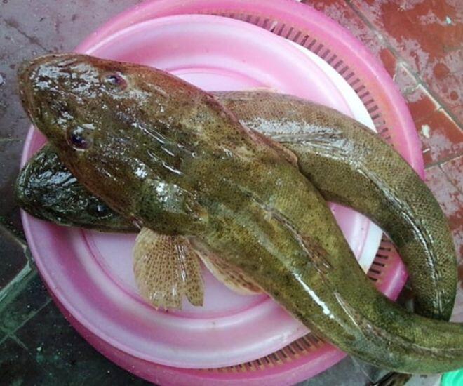 Loài cá amp;#34;xấu hết phần thiên hạamp;#34; xưa chỉ cho lợn ăn nay lại là đặc sản giàu dinh dưỡng, thịt chắc và ngon như thịt gà - 1