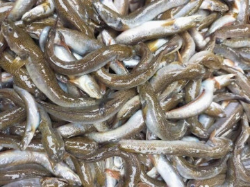 Thanh Hóa có loài cá tên nghe đã suy dinh dưỡng nhưng là đặc sản cực hiếm, giá cao vẫn bán đắt như tôm tươi