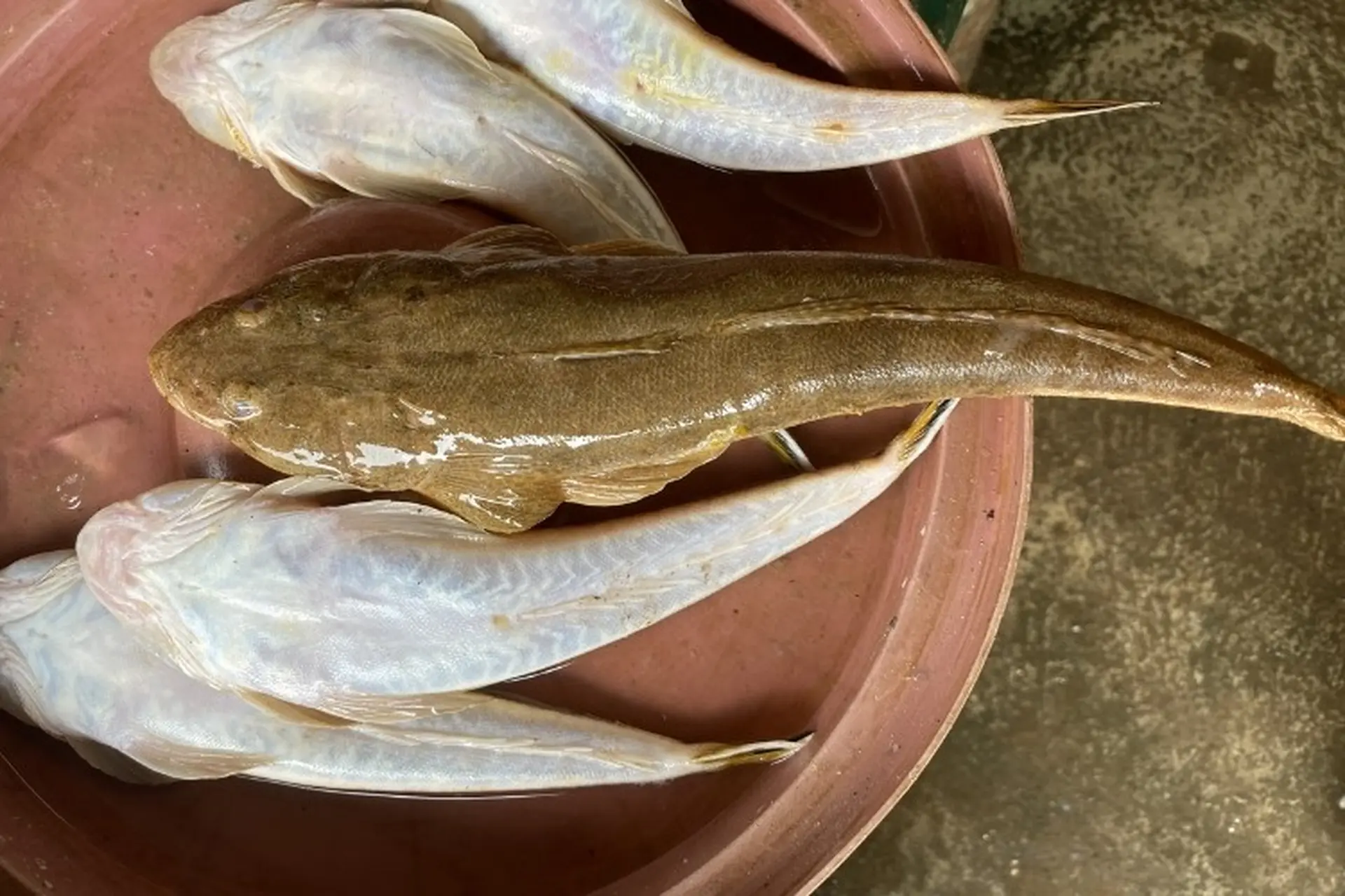 Loài cá amp;#34;xấu hết phần thiên hạamp;#34; xưa chỉ cho lợn ăn nay lại là đặc sản giàu dinh dưỡng, thịt chắc và ngon như thịt gà - 2