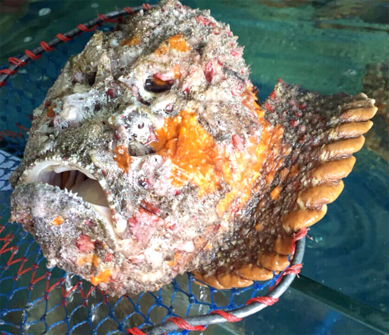 Loài cá xấu nhất Việt Nam- Ảnh 2.