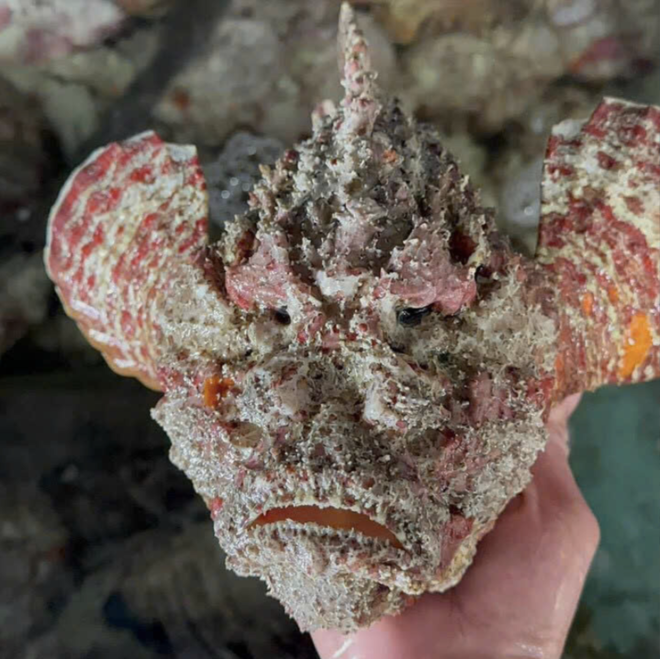 Loài cá xấu nhất Việt Nam- Ảnh 1.