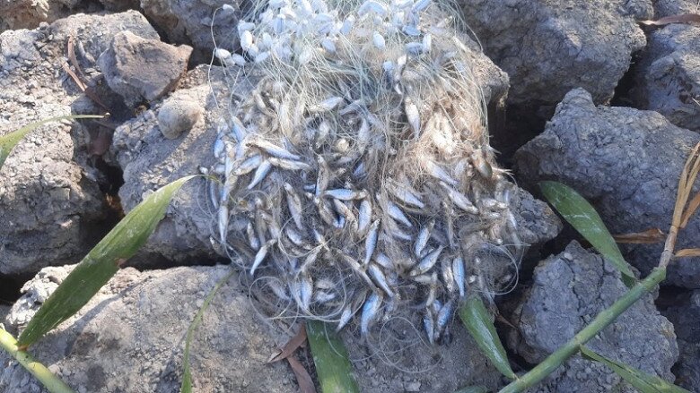 Loài cá xưa là món nhà nghèo, xưa nhiều vô kể nay hiếm đến mức không có mà mua, phải đặt trước cả tháng - 2