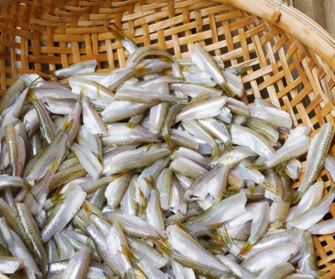 Loài cá xưa là món nhà nghèo, xưa nhiều vô kể nay hiếm đến mức không có mà mua, phải đặt trước cả tháng - 1