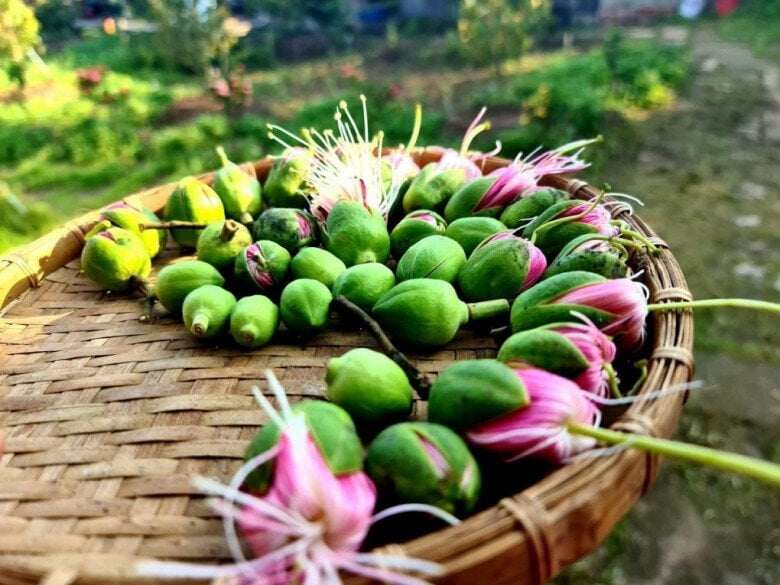 Hoa thuỷ liễu thực chất là hoa của cây bần.