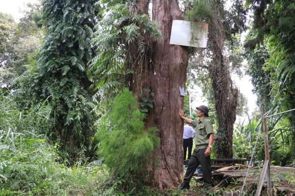 Loài cây ‘vô sinh’ sắp biến mất khỏi trái đất: Tồn tại 1 quần thể mọc tự nhiên duy nhất trên thế giới tại Việt Nam 3 Cây vô sinh, cây thuỷ tùng