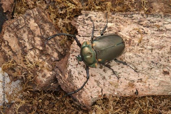 Loài côn trùng quý hiếm bậc nhất thế giới, giá hơn 3 tỷ đồng/con 2 côn trùng quý hiếm bậc nhất thế giới, bọ cánh cứng tay dài