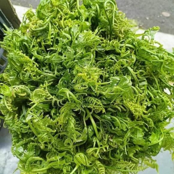 Rau dớn, công dụng của rau dớn