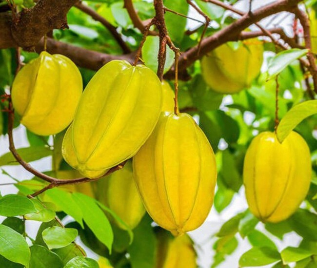 Khế chứa nhiều vitamin C, chất xơ và chất chống oxy hóa giúp thanh lọc cơ thể, làm sáng da, ngừa mụn và hỗ trợ giảm cân. Loại quả này còn giúp cải thiện tiêu hóa, giảm thèm ăn, ổn định đường huyết và tăng cường sản xuất collagen, mang lại làn da khỏe đẹp, vóc dáng thon gọn.