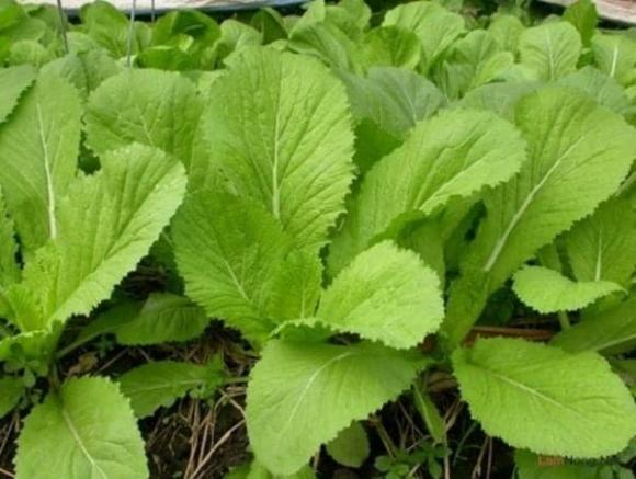 rau cải, dinh dưỡng của rau cải, kiến thức