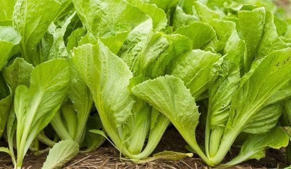 rau cải, dinh dưỡng của rau cải, kiến thức