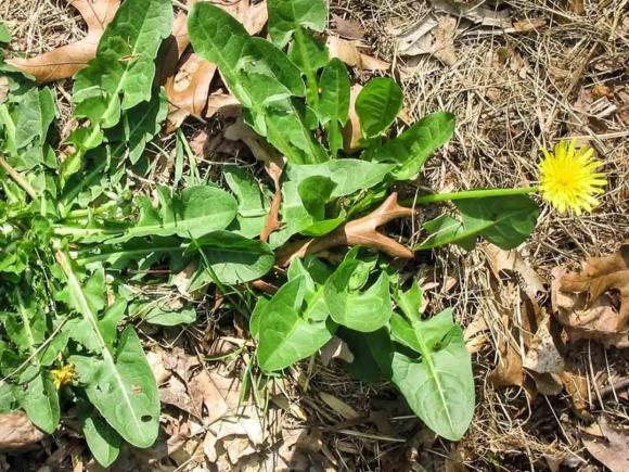 Rau bồ công anh, công dụng của rau bồ công anh