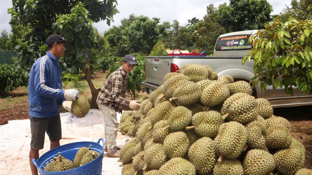 Người dân Đắk Lắk thu hoạch sầu riêng. Ảnh: T.H sầu riêng 1.jpg