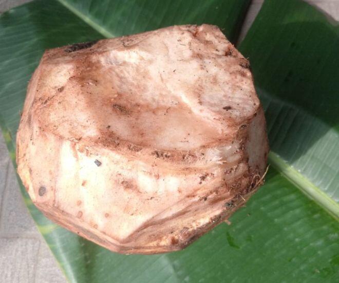 Món ăn miền Trung xưa amp;#34;cứu đóiamp;#34; dân nghèo nay là đặc sản ai cũng thương nhớ, được đóng hộp bán khắp nơi vẫn amp;#34;cháy hàngamp;#34; - 1