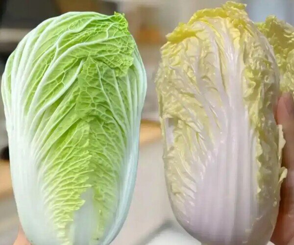 Mua cải thảo nên chọn cây xanh hay trắng, người trồng mách 3 tuyệt chiêu giúp không lần nào chọn nhầm - 1