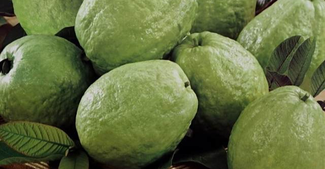 Mua ổi chọn quả sần sùi hay nhẵn mịn? Trùm buôn hoa quả mách 5 mẹo chọn ổi ngon giòn ngọt lịm- Ảnh 2.