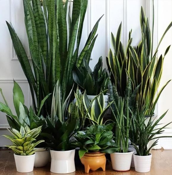 luoi-ho (1).jpg 0 cây lưỡi hổ, cây cảnh