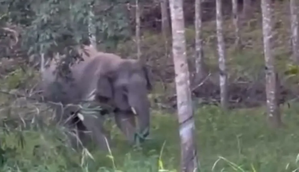 Hình ảnh một cá thể voi rừng vào rẫy cao su của người dân. Ảnh chụp từ clip voi rừng.jpg