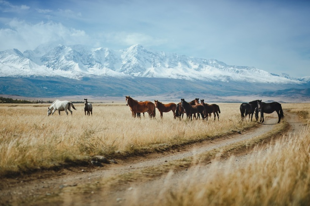 Ngôi mộ bí ẩn của Thành Cát Tư Hãn khiến hậu thế vẫn loay hoay tìm đáp án - 2