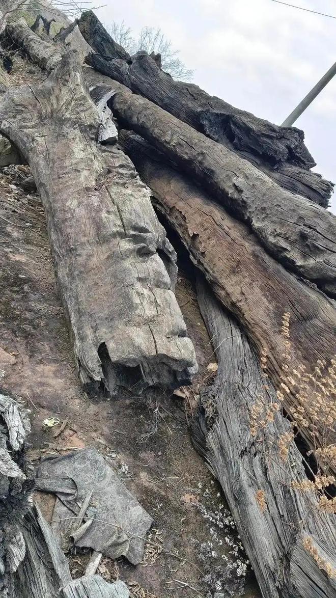 Người đàn ông làm ruộng đào được cây gỗ dài 20m tỏa mùi thơm, cảnh sát lập tức đến phong tỏa hiện trường- Ảnh 1.