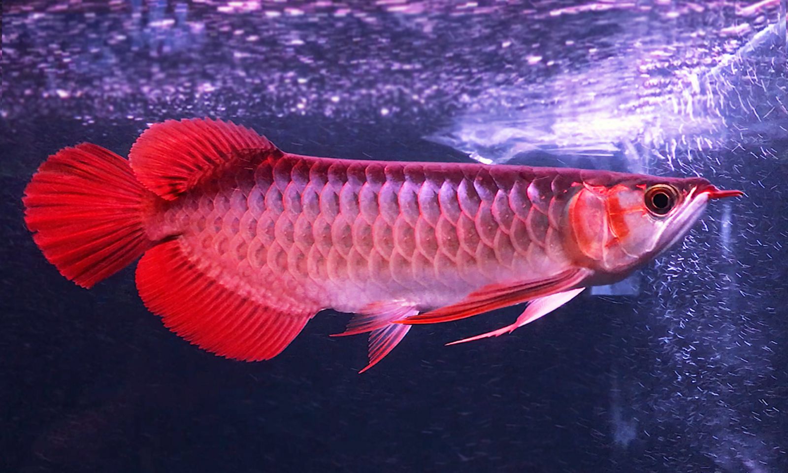 Chi 29 triệu đồng mua cá quý nuôi 4 năm, đang thay nước thì cá chết liền kiện công ty nước: “Phải bồi thường 277 triệu vì tôi quá suy sụp”- Ảnh 1. Chi 29 triệu đồng mua cá quý nuôi 4 năm, đang thay nước thì cá chết liền kiện công ty nước: “Phải bồi thường 277 triệu vì tôi quá suy sụp”- Ảnh 1.