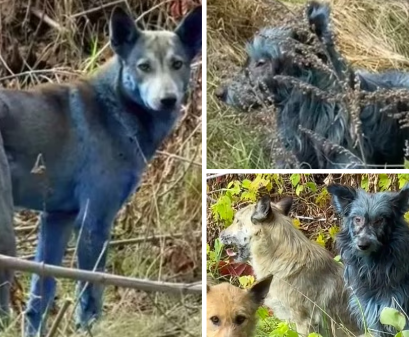 Chernobyl - Ảnh 1.